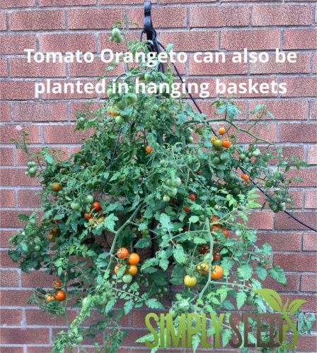 Tomato Orangeto